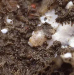 Marsenina stearnsii thumbnail 2