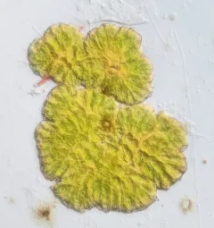 Botryococcus braunii thumbnail 1