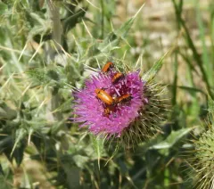 Nemognatha lutea thumbnail 3