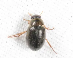 Berosus sayi thumbnail 3