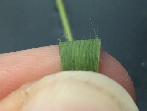 peat grass