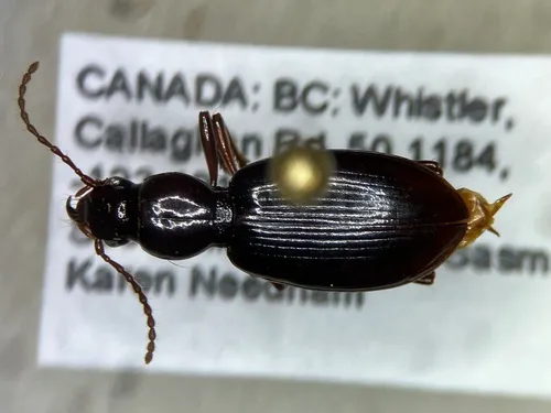 Broscodera insignis