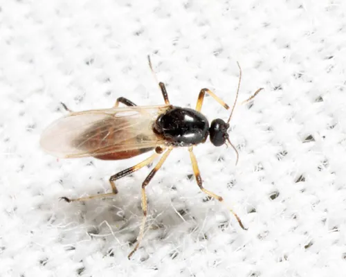 Mallochohelea albibasis