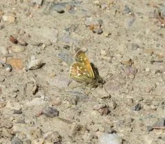 Draco Skipper thumbnail 4