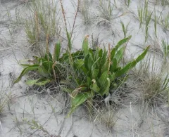 Saline Plantain thumbnail 4