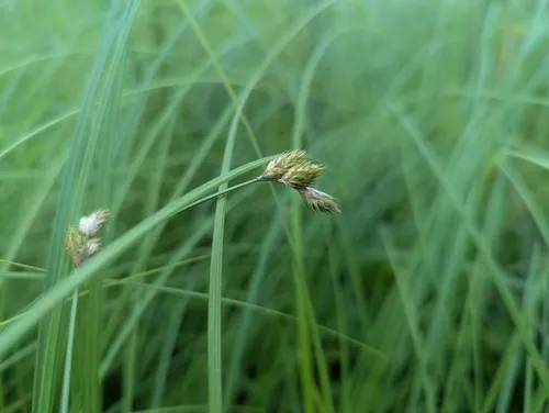 Prairie Straw Sedge