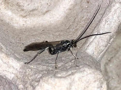 Cratichneumon sublatus
