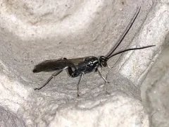 Cratichneumon sublatus thumbnail 1
