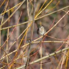 Lincoln's Sparrow thumbnail 3