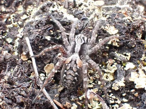 Alopecosa koponeni