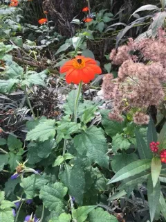 Red Sunflower thumbnail 1