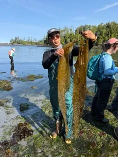 Macrocystis tenuifolia thumbnail 3