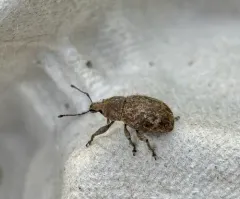 Granular Broad-nosed Weevil thumbnail 4