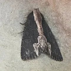 American Bird's-wing thumbnail 4