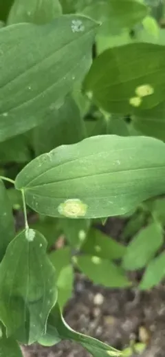 arum rust thumbnail 2