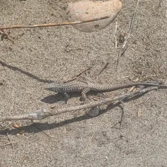 Western Whiptail thumbnail 4