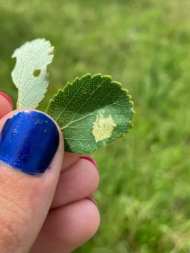 Small Birch Midget