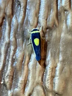Colladonus furculatus thumbnail 4