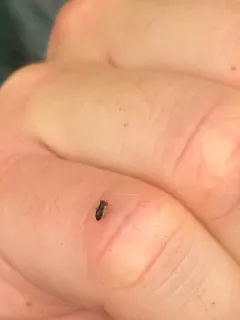 Geocoris limbatus thumbnail 2