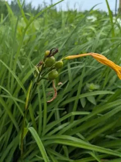 yellow daylily thumbnail 4