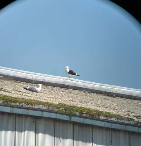 Kelp Gull