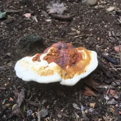 Ganoderma polychromum thumbnail 2