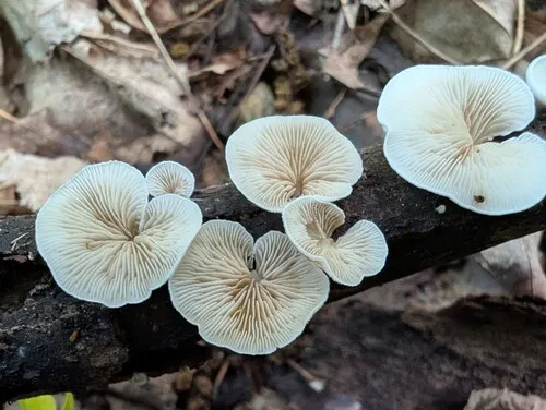 Crepidotus occidentalis