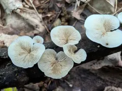 Crepidotus occidentalis thumbnail 1
