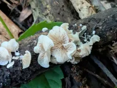 Crepidotus albatus thumbnail 2