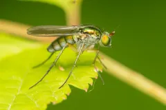 Dolichopus variabilis thumbnail 3