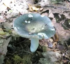 Blue-green Cracking Russula thumbnail 4