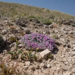 Cushion Milkvetch thumbnail 4