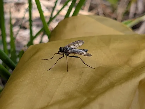 Rhagio incisus