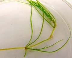 Horned Pondweed thumbnail 3