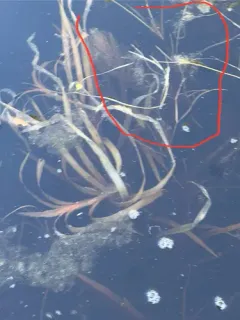 leafy pondweed thumbnail 3