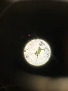Scenedesmus quadricauda thumbnail 3