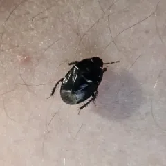 Two-lined Burrowing Bug thumbnail 4