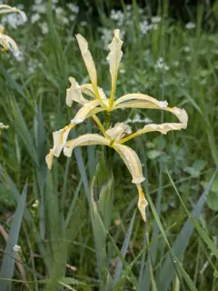 Iris halophila thumbnail 4