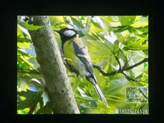 Great Tit thumbnail 3