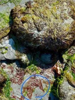 Wildemania occidentalis thumbnail 2