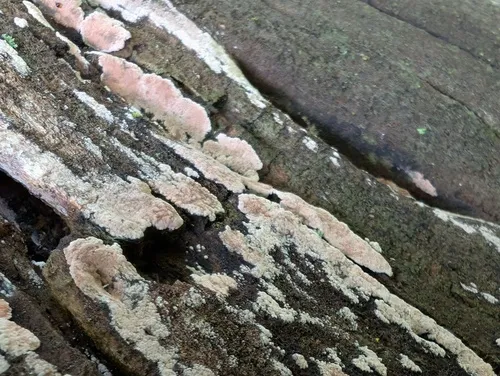 Hypomontagnella submonticulosa