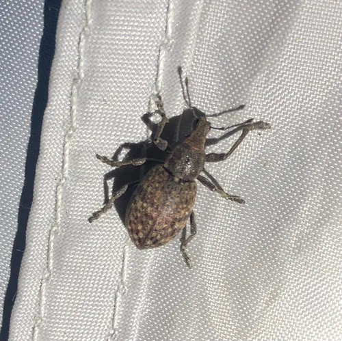 Trichalophus alternatus