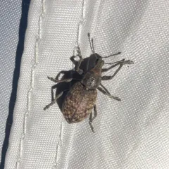Trichalophus alternatus thumbnail 1