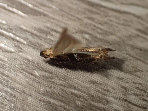 Acrolepiopsis californica