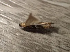 Acrolepiopsis californica thumbnail 1