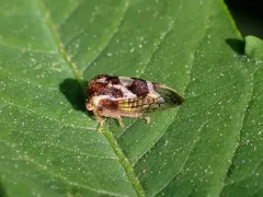 Cyrtolobus discoidalis thumbnail 4