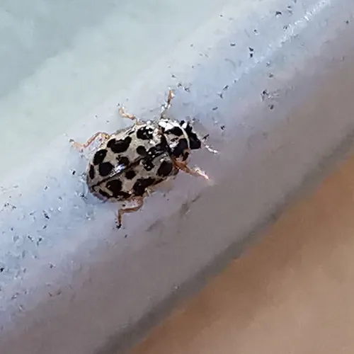 Marsh Lady Beetle