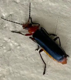 Downy Leather-winged Beetle thumbnail 4