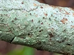 Bark Barnacles thumbnail 2