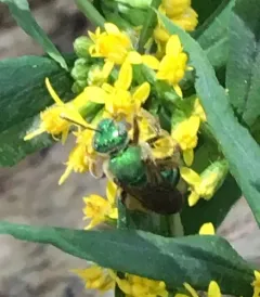 Brown-winged Striped Sweat Bee thumbnail 2